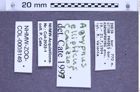 Etiketten zu Agrypnus ellipticus (NHMW-ZOO-COL-0008149)